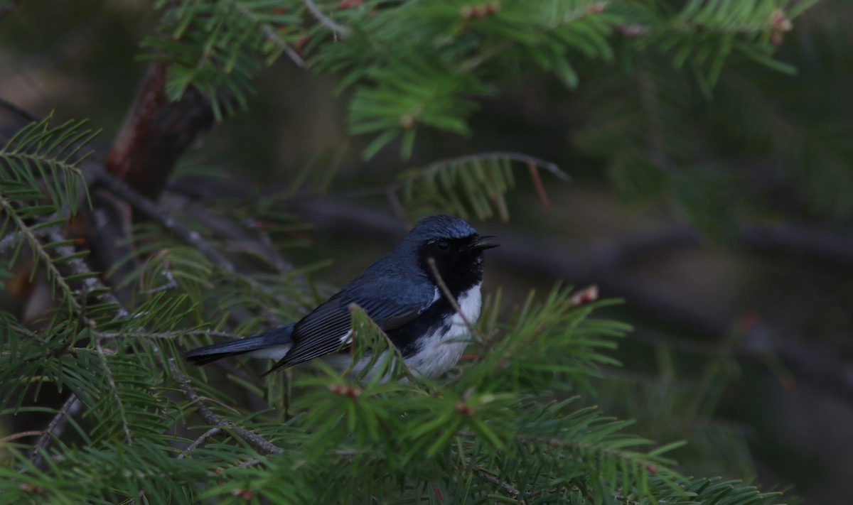 Black-throated Blue Warbler - ML576421111