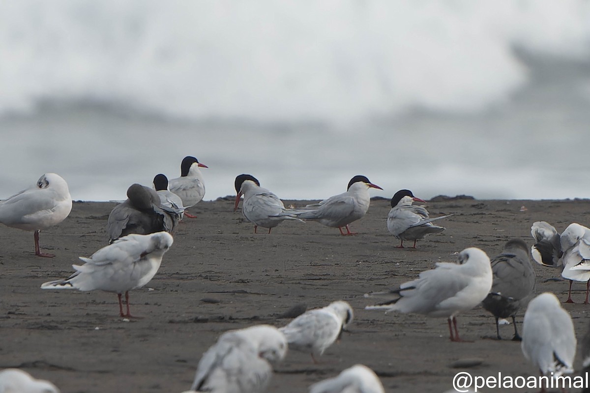 South American Tern - ML576421251