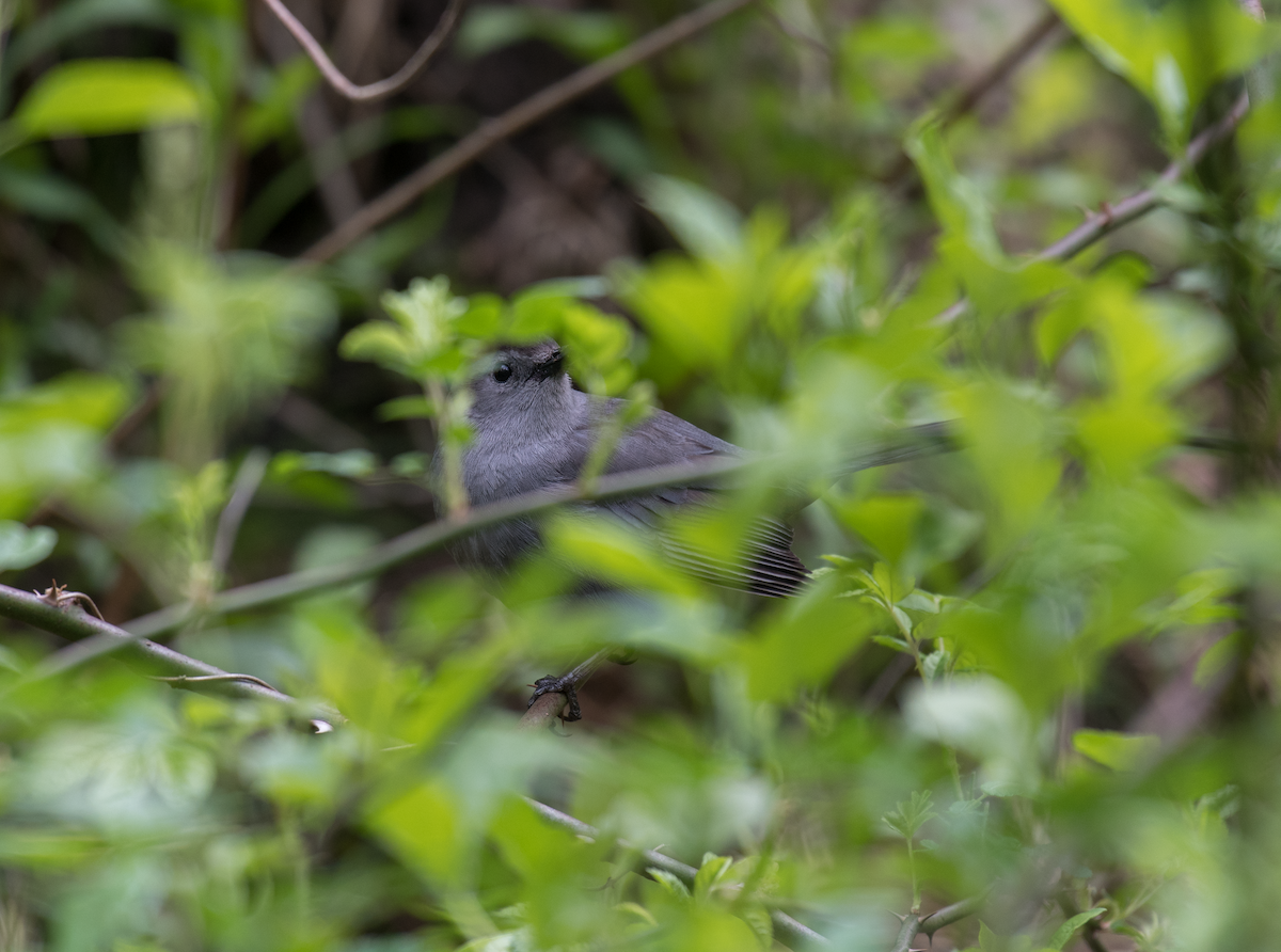 Gray Catbird - ML576422691