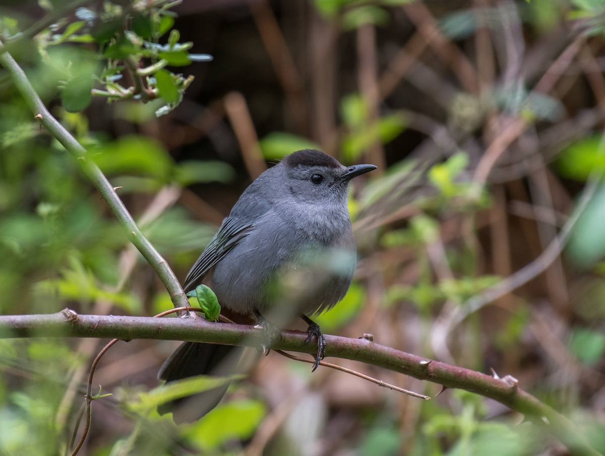 Pájaro Gato Gris - ML576423091