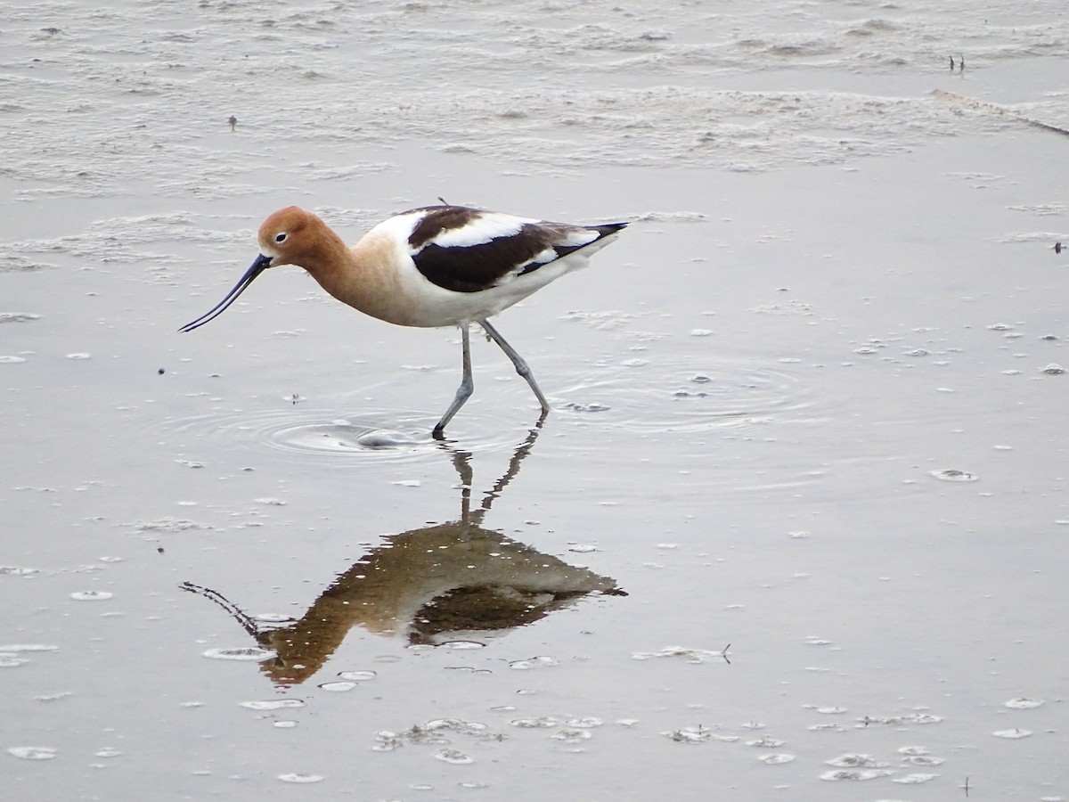 Avocette d'Amérique - ML57642351