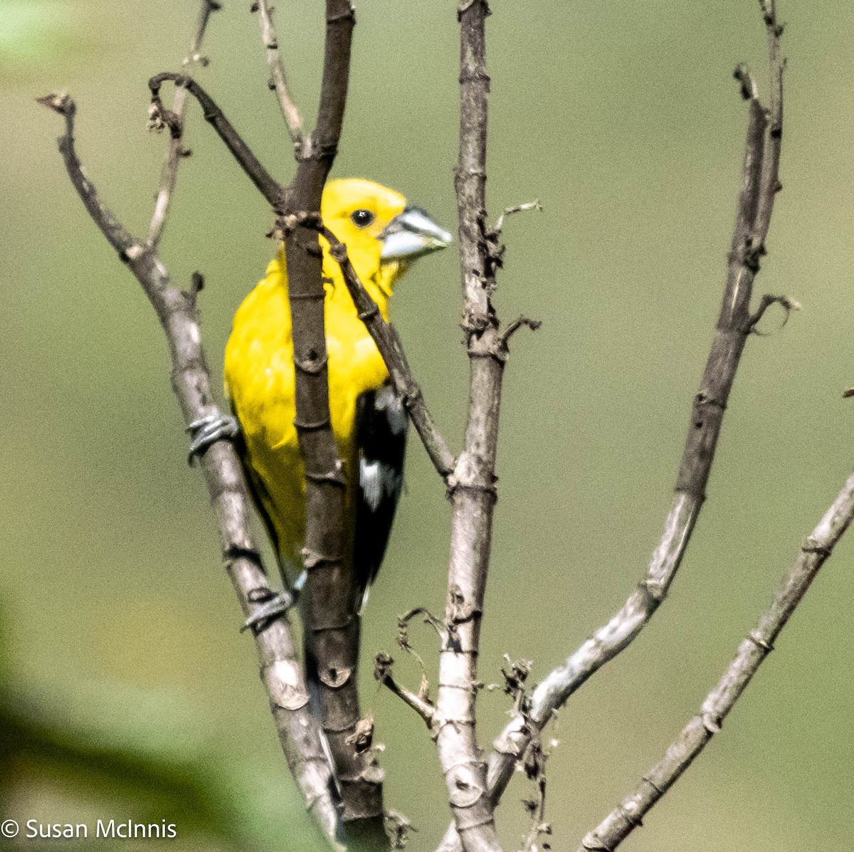 Cardinal à tête jaune - ML576423981