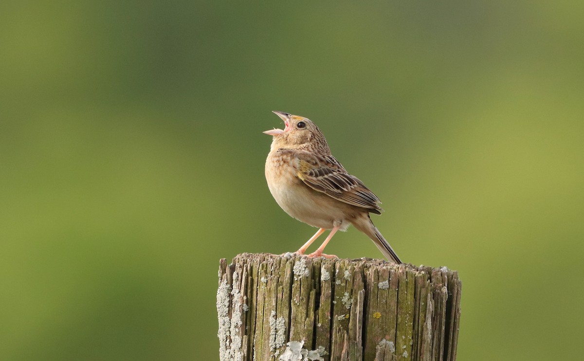 Grasshopper Sparrow - ML576424611