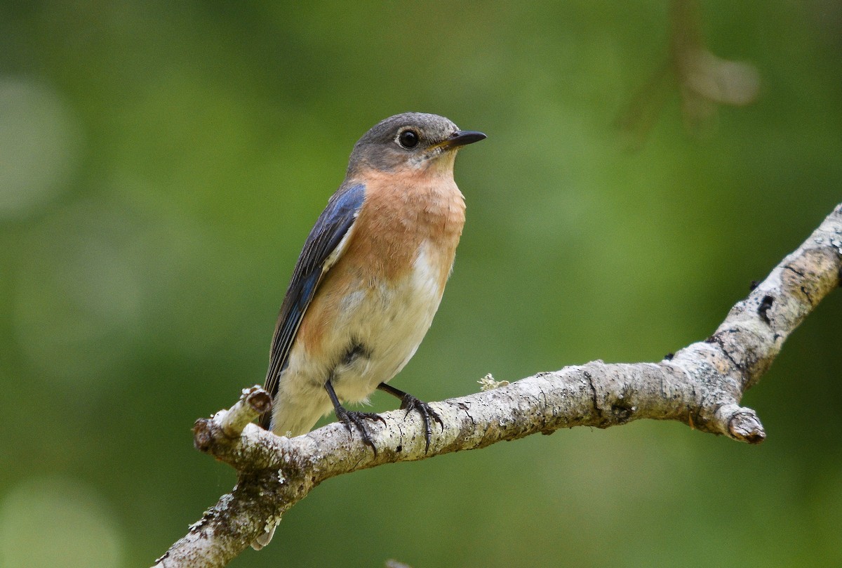 Eastern Bluebird - Ronan Pangie