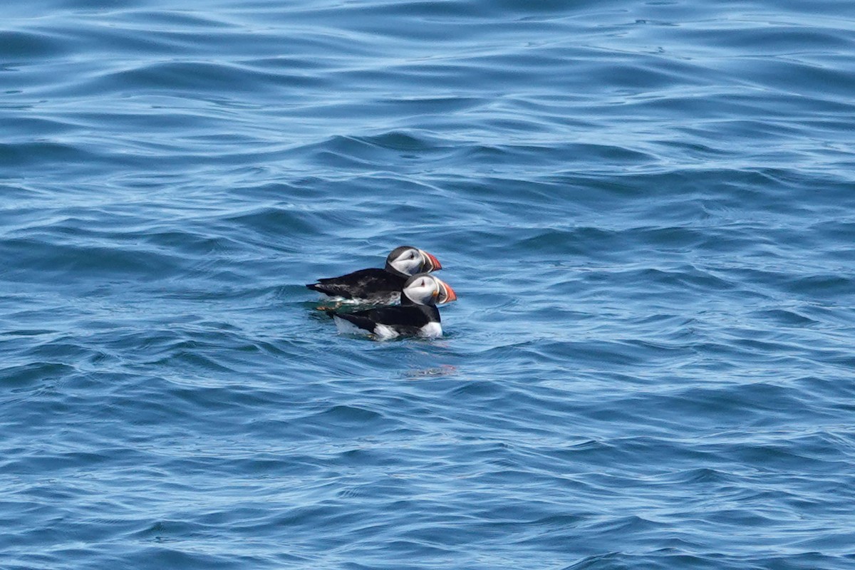 Atlantic Puffin - Jarrett Lewis