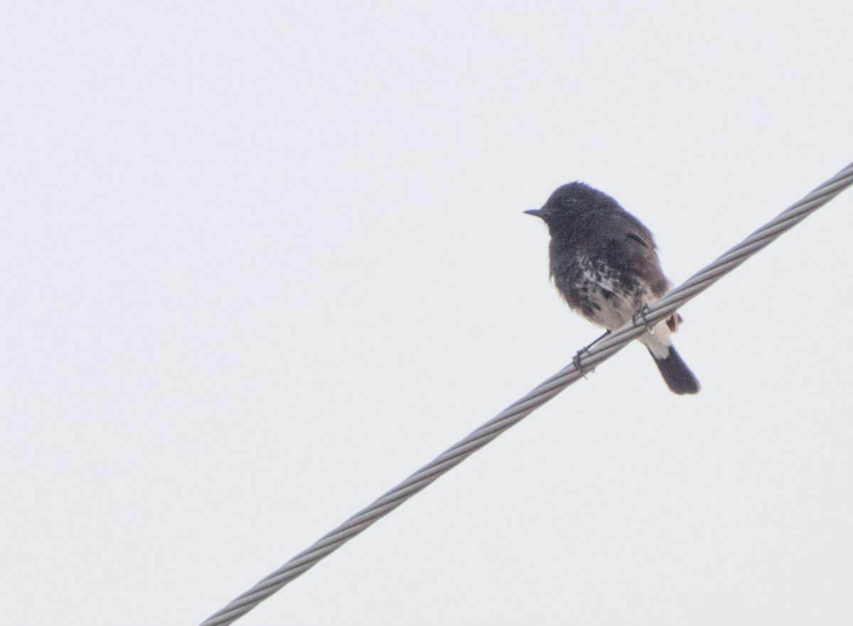 Pied Bushchat - Shyam Sharma