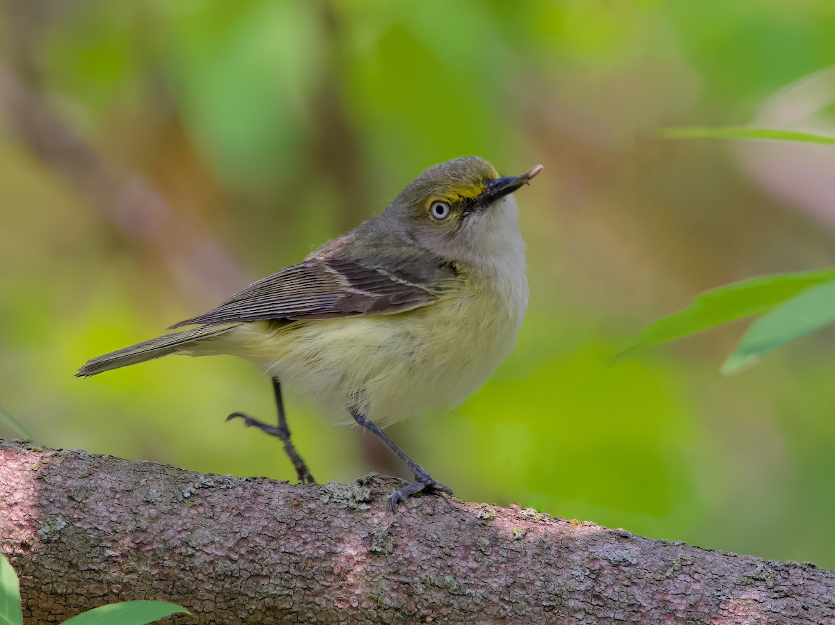 White-eyed Vireo - ML576425561