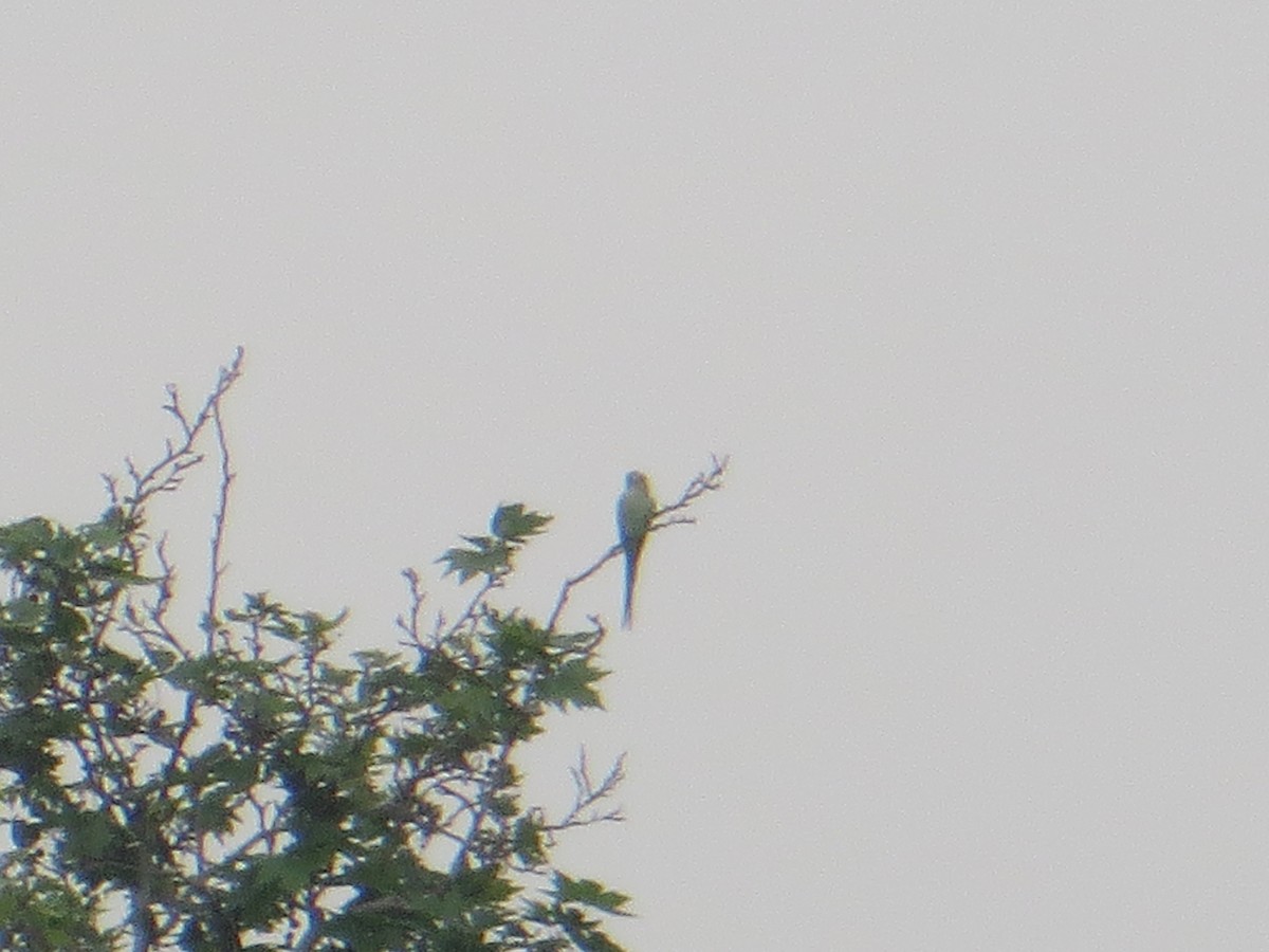 Rose-ringed Parakeet - duru gökgöz