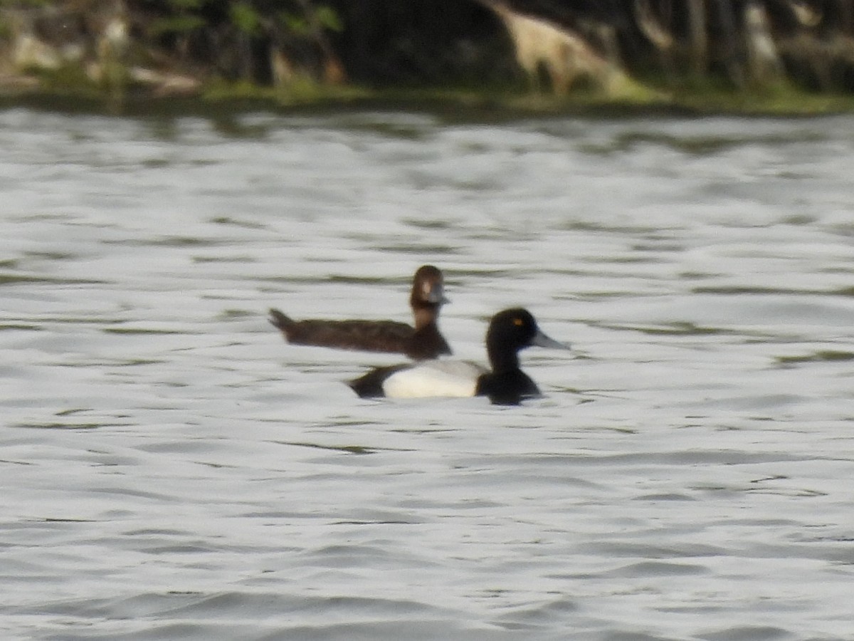 Lesser Scaup - Esther and Gyula Mackinlay - Gergely