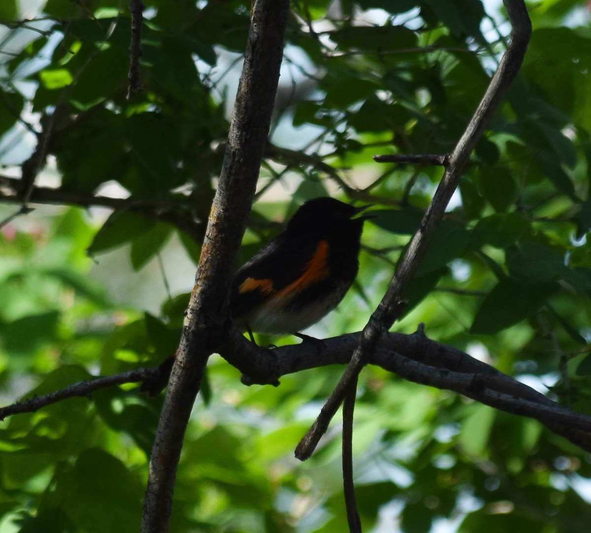 American Redstart - ML576428951