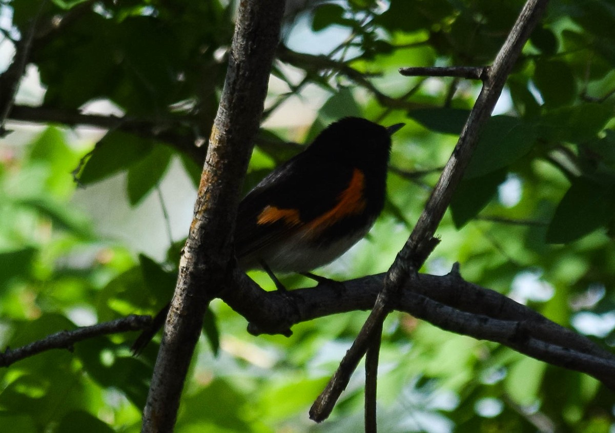 American Redstart - ML576429001