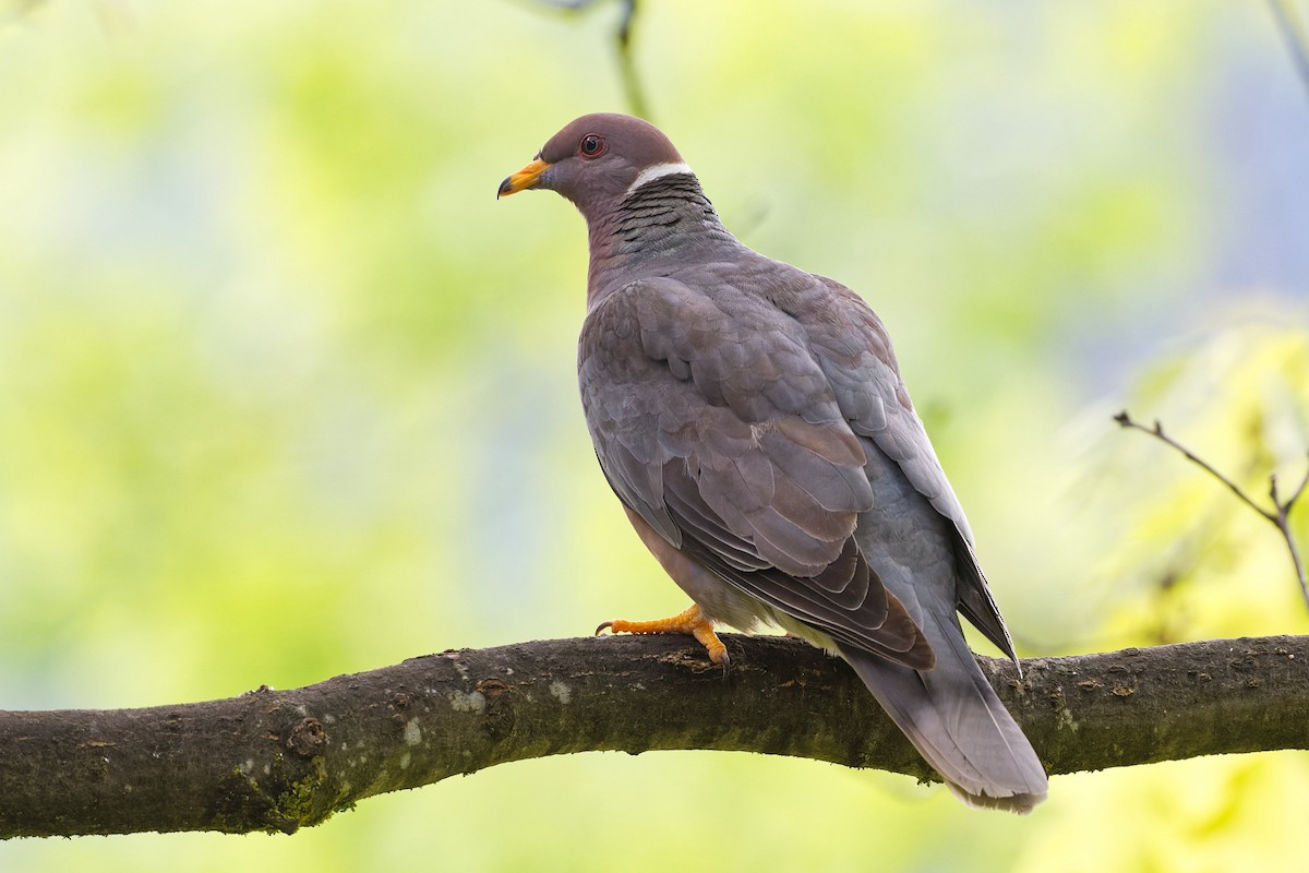 Band-tailed Pigeon - Daniel Eslake