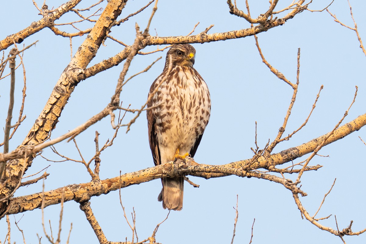 Broad-winged Hawk - ML576429971