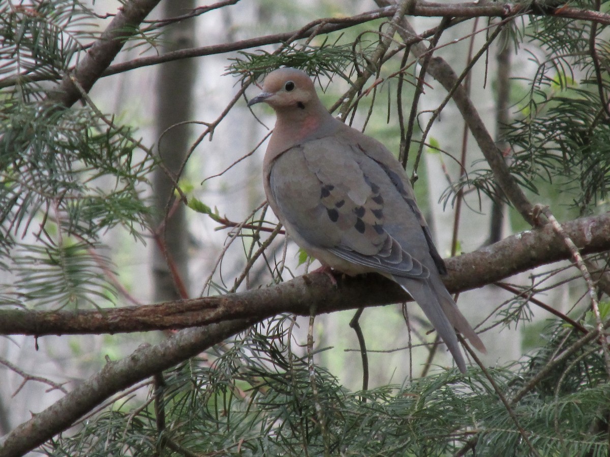 Mourning Dove - ML576429981