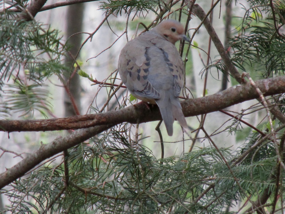 Mourning Dove - ML576429991