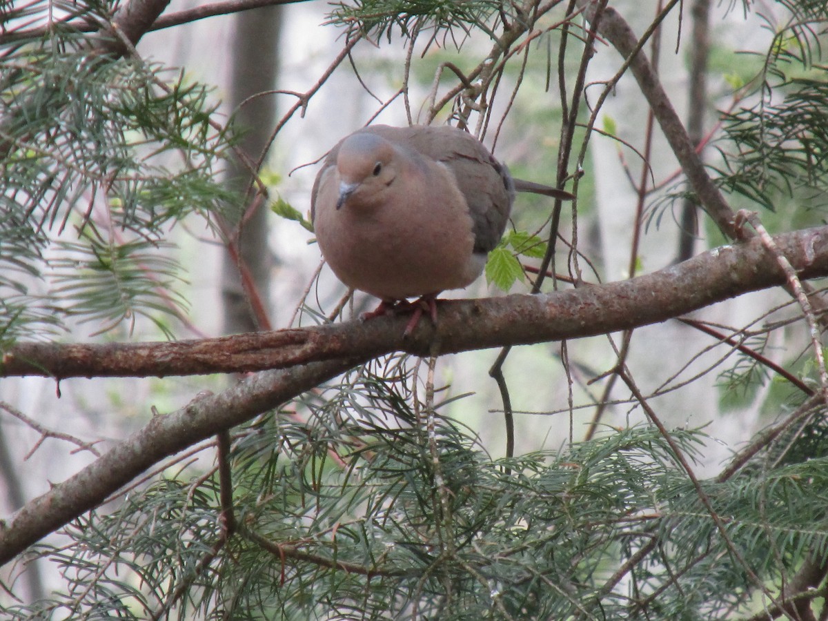 Mourning Dove - ML576430011