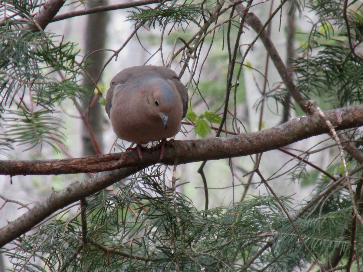 Mourning Dove - ML576430021