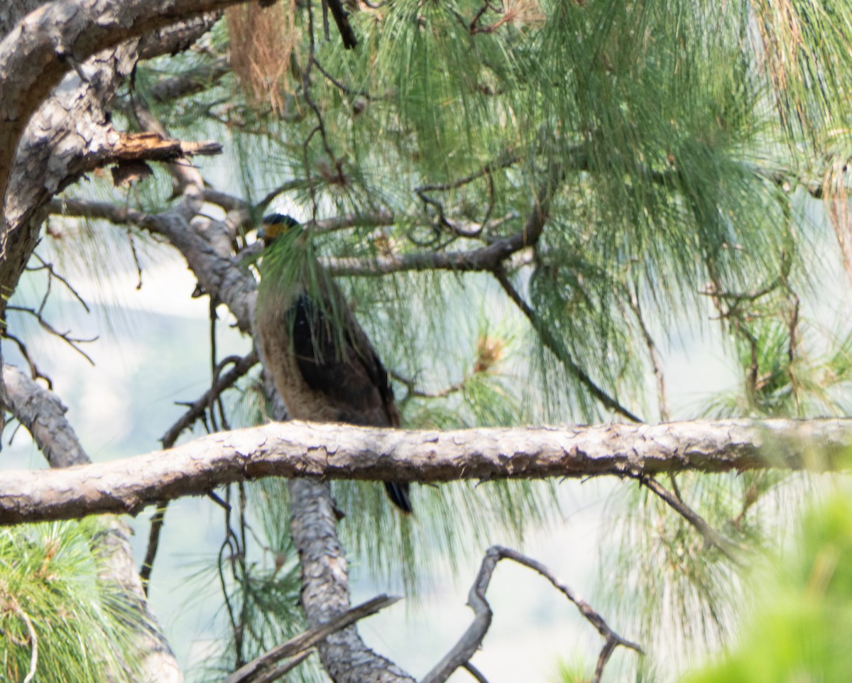 Crested Serpent-Eagle - ML576430881