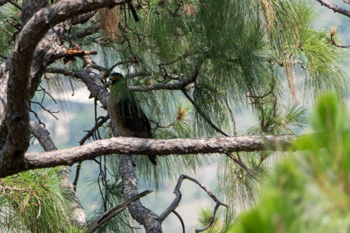 Crested Serpent-Eagle - ML576430901