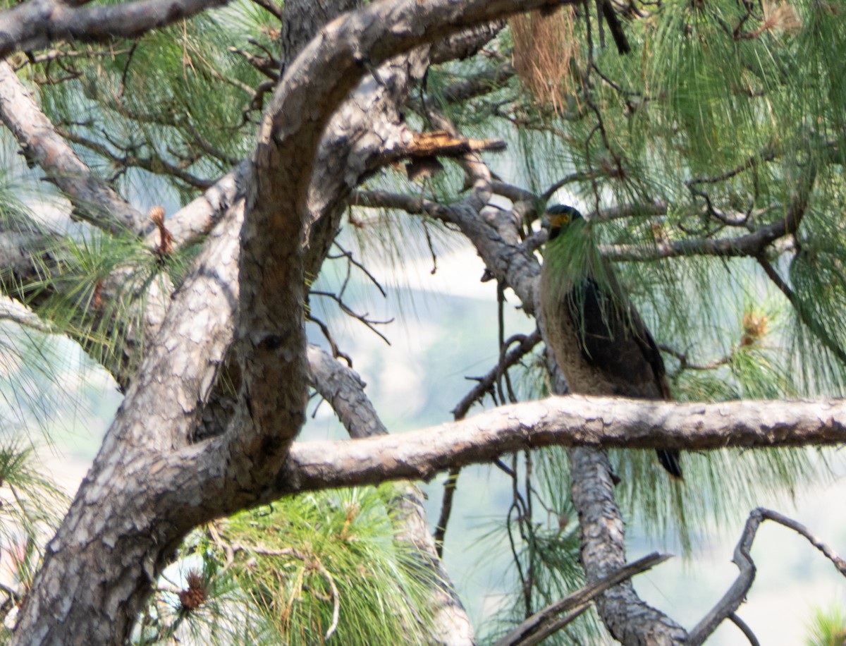 Crested Serpent-Eagle - ML576430921