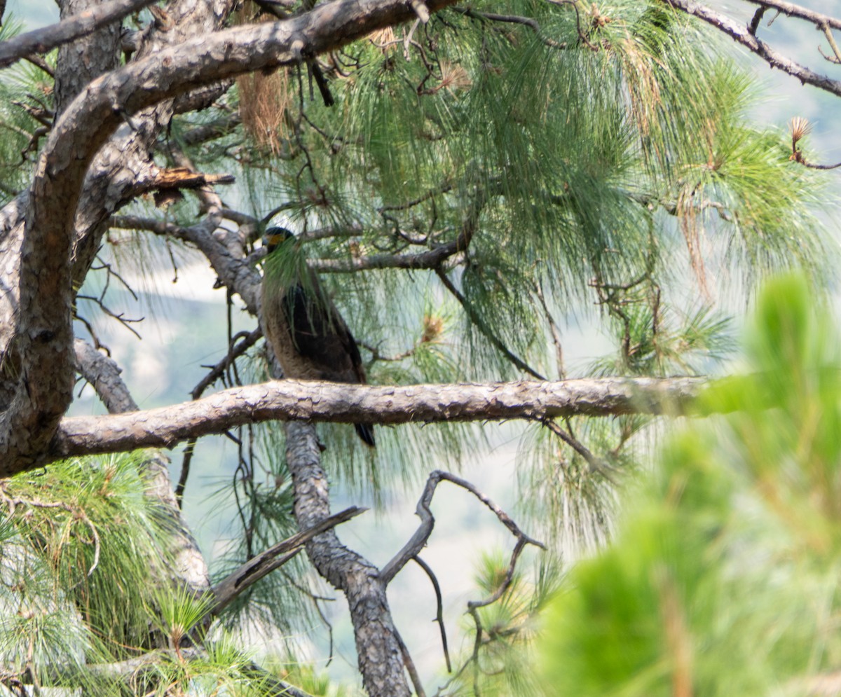 Crested Serpent-Eagle - ML576430951