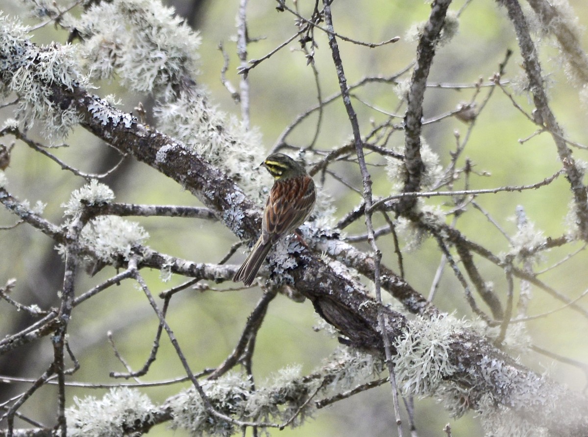 Cirl Bunting - Rui Ferreira