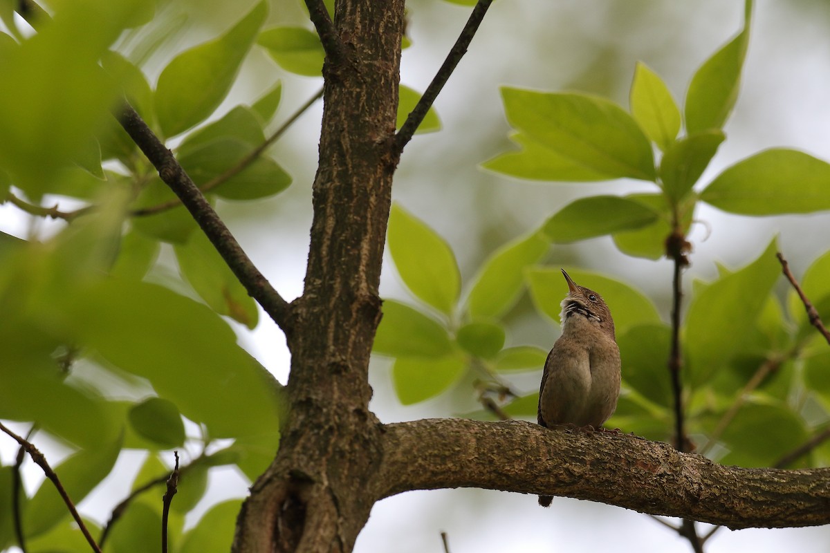 House Wren - Thanasis Tsafonis