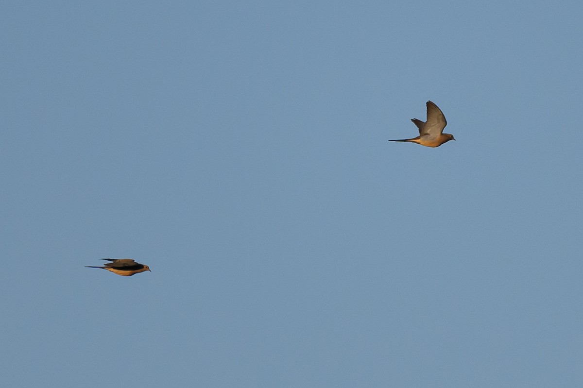 Mourning Dove - ML576433031