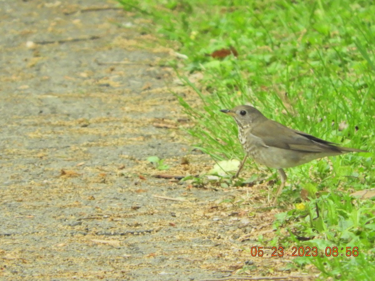 Gray-cheeked Thrush - ML576434061