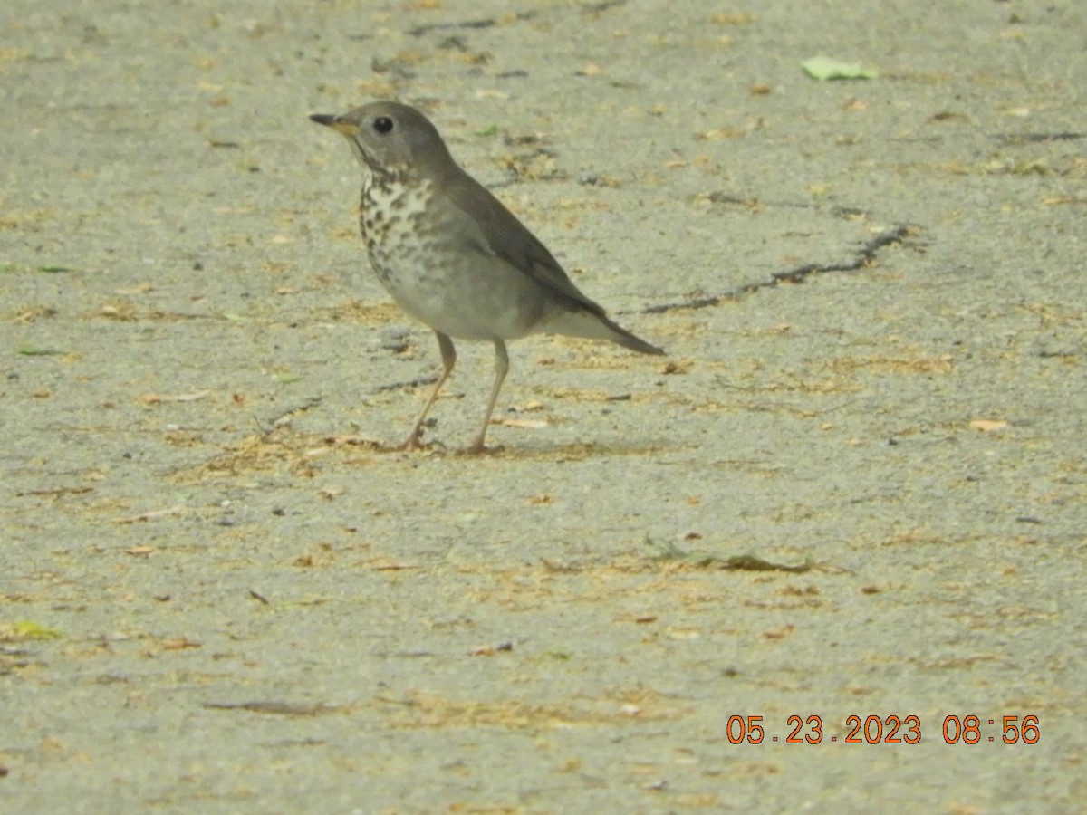 Gray-cheeked Thrush - ML576434071