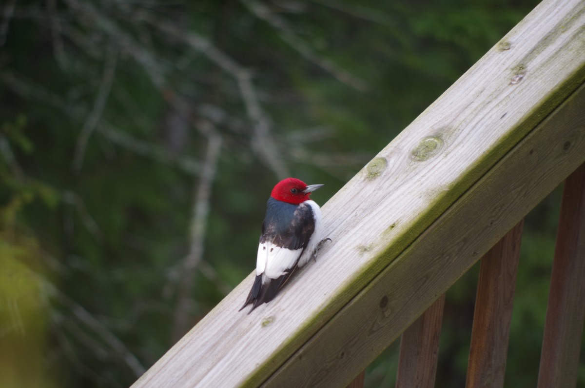 Red-headed Woodpecker - ML576435501