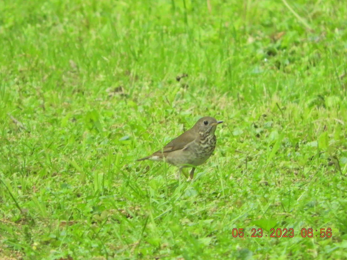 Gray-cheeked Thrush - ML576435631