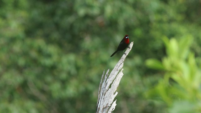 Silver-beaked Tanager - ML576436201