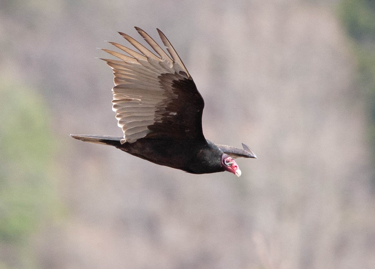 Urubu à tête rouge - ML576436461