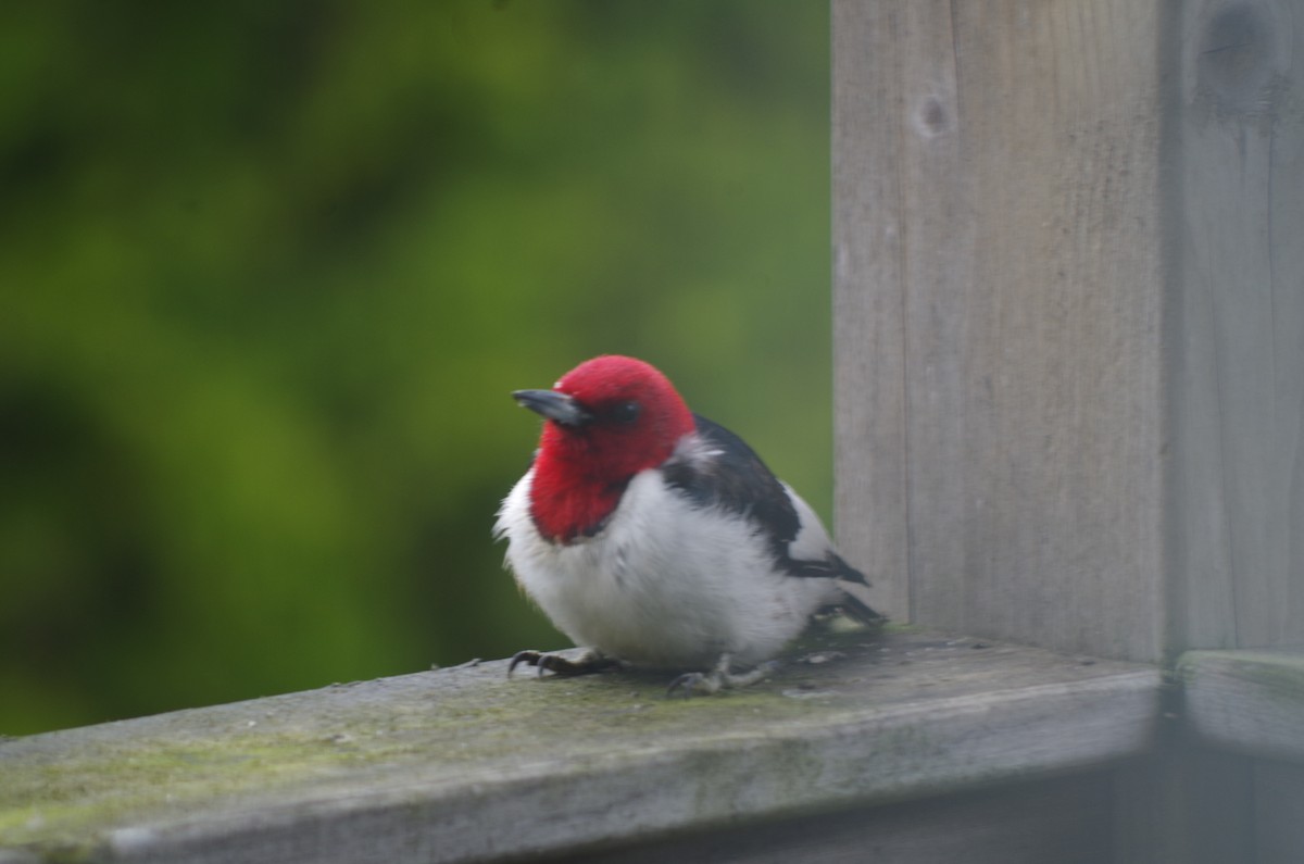 Red-headed Woodpecker - ML576436751