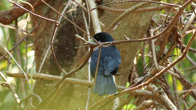 Solitary Black Cacique - ML576436861