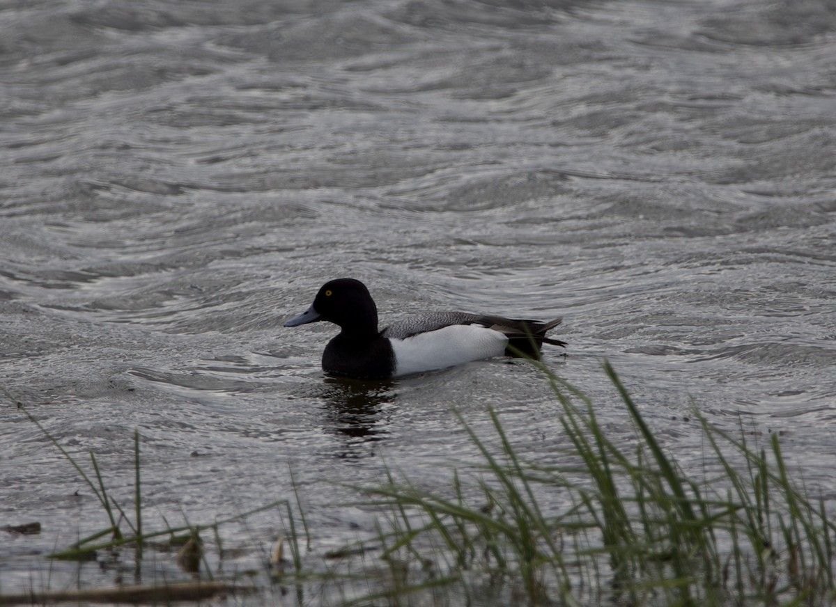 Greater Scaup - ML576437681
