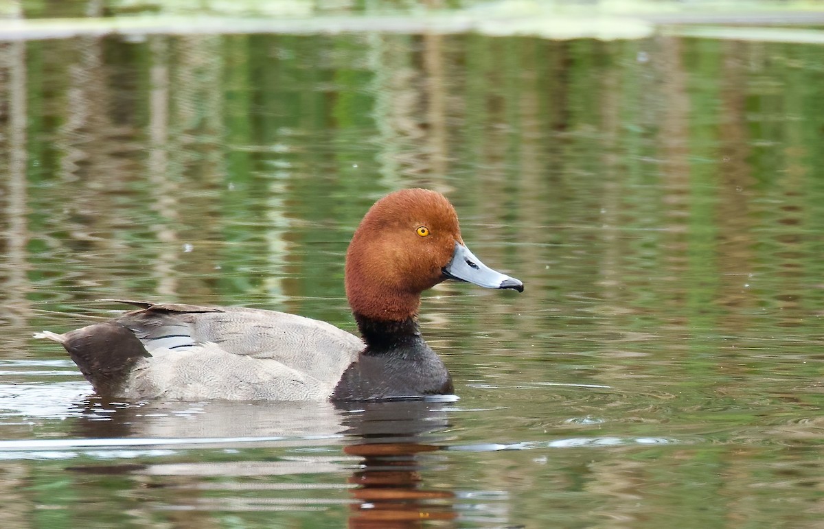 Redhead - ML576438761