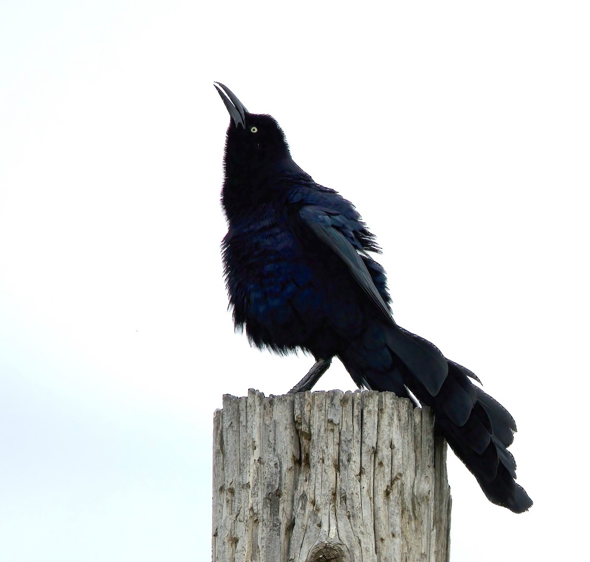 Great-tailed Grackle - ML576438911