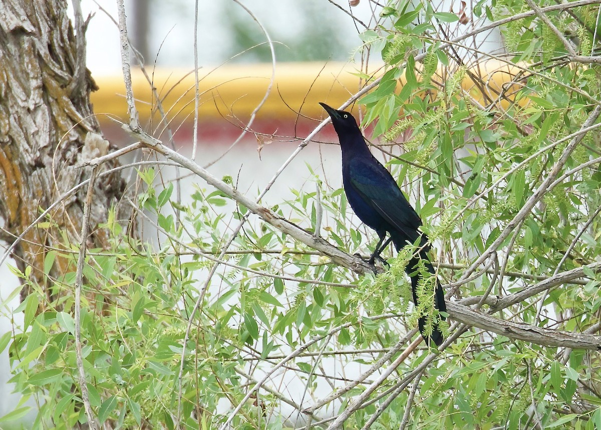 Great-tailed Grackle - ML576438921