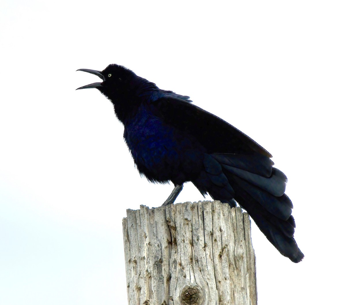 Great-tailed Grackle - ML576438931