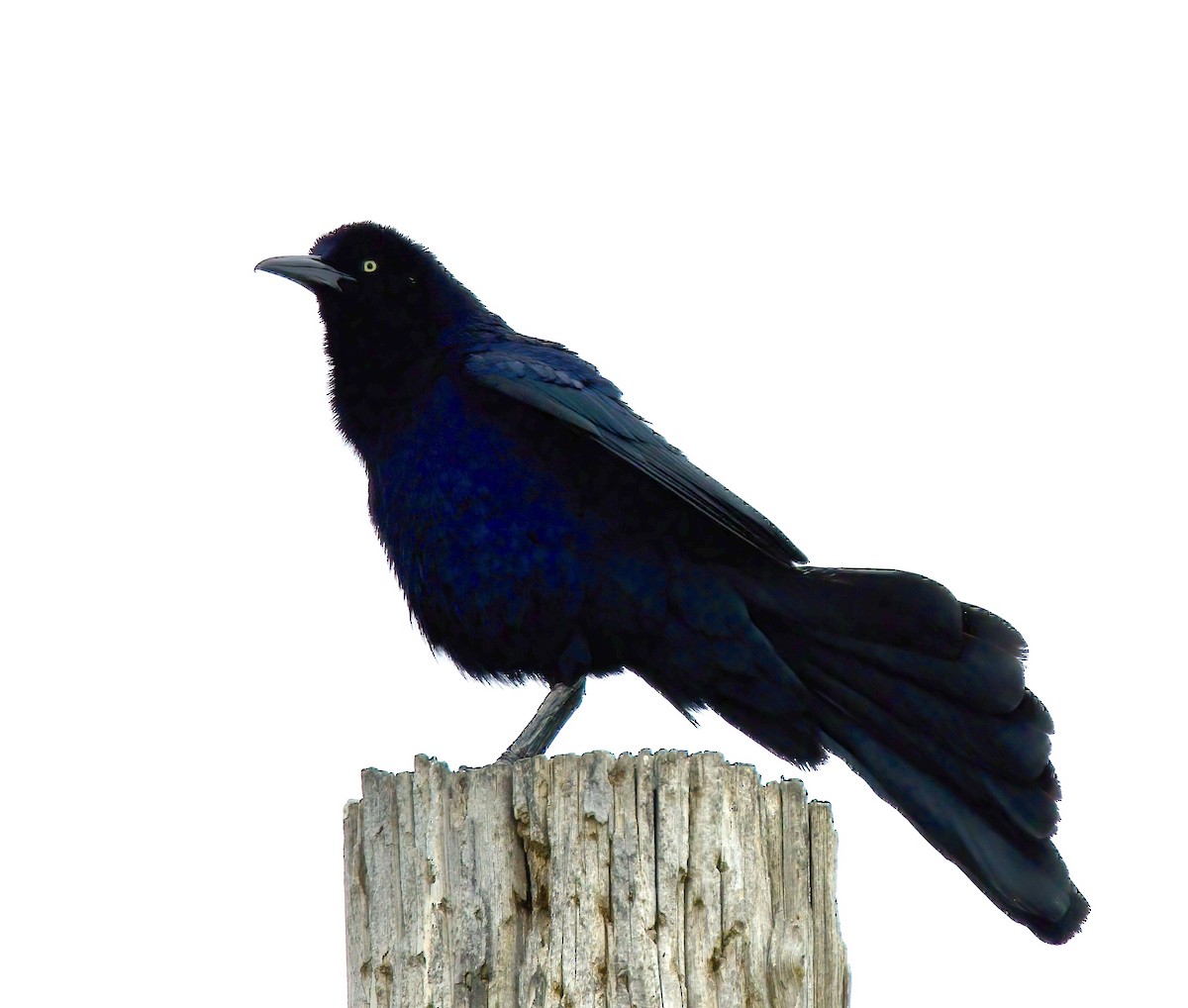 Great-tailed Grackle - ML576438941