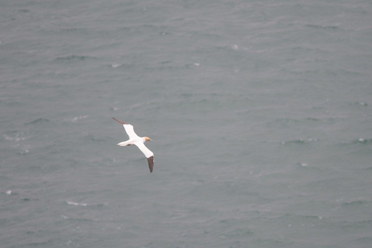 Northern Gannet - ML576439351