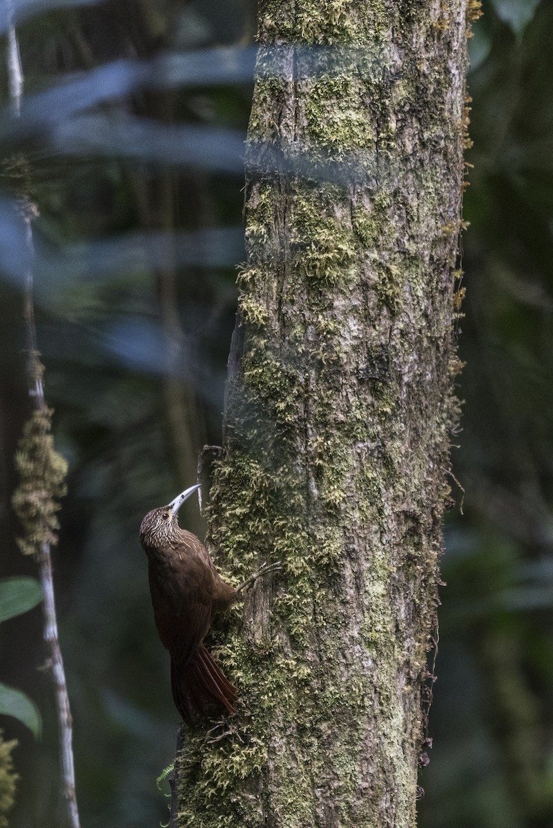 Strong-billed Woodcreeper - ML576439381