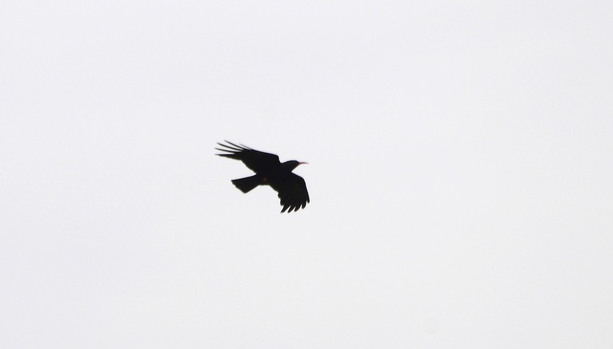 Red-billed Chough - Rui Ferreira