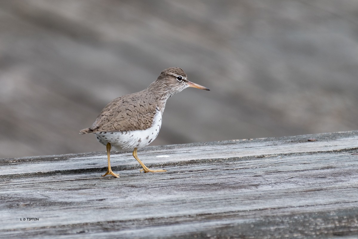 Spotted Sandpiper - Larry D Tipton