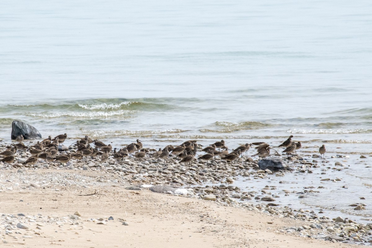 Whimbrel - Tim Lamey