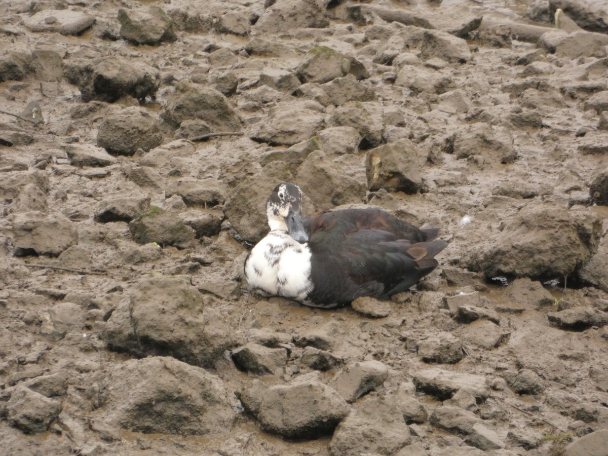 Тэжээмэл нугас - ML576441161