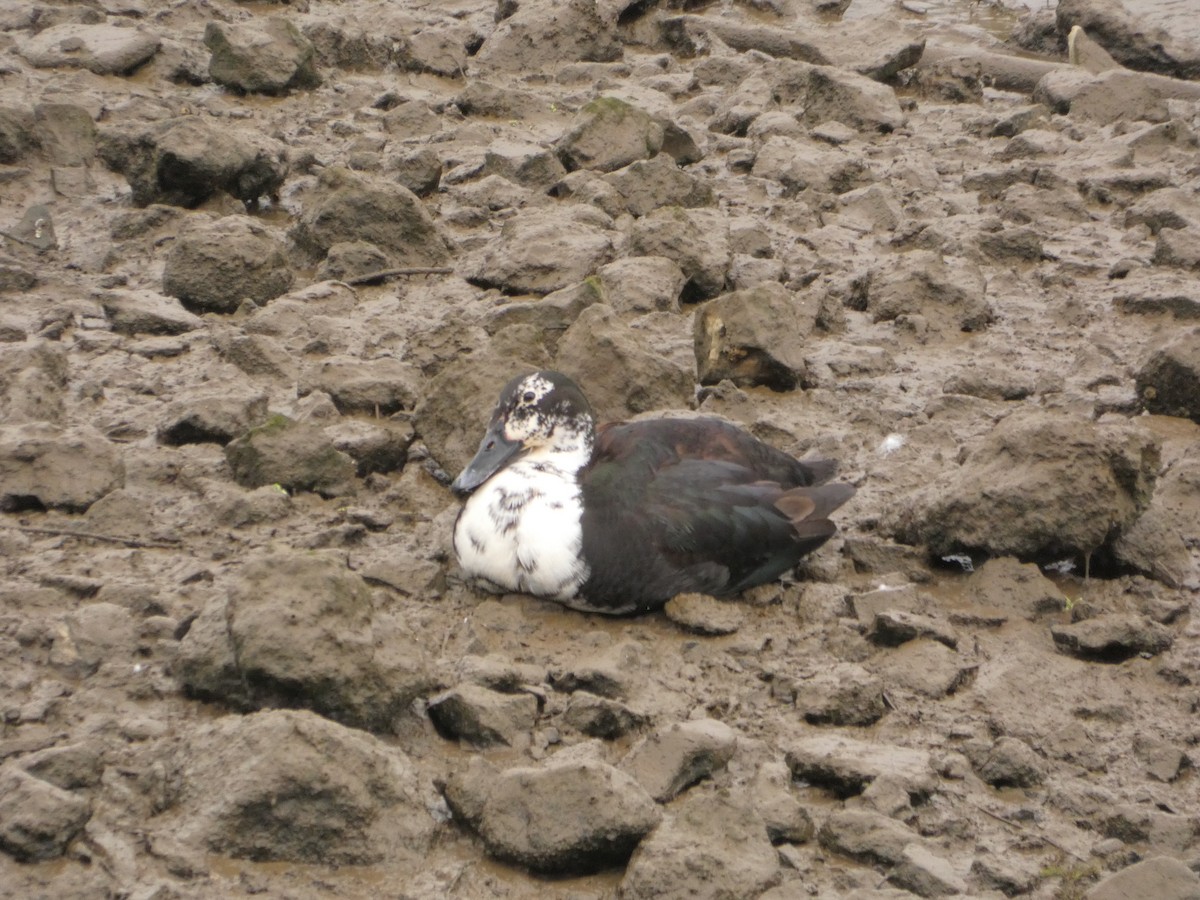 Тэжээмэл нугас - ML576441171