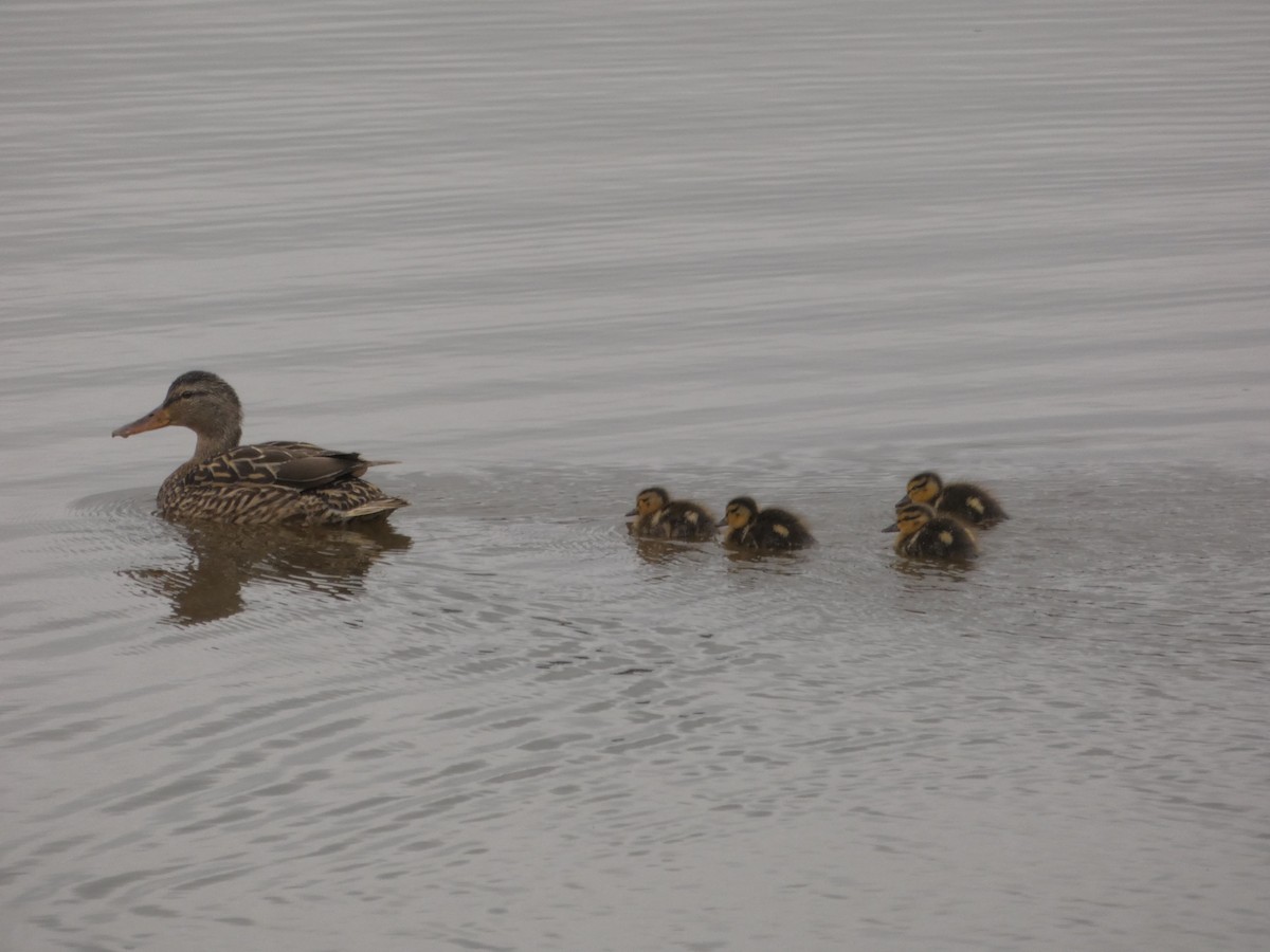 Зэрлэг нугас - ML576441251